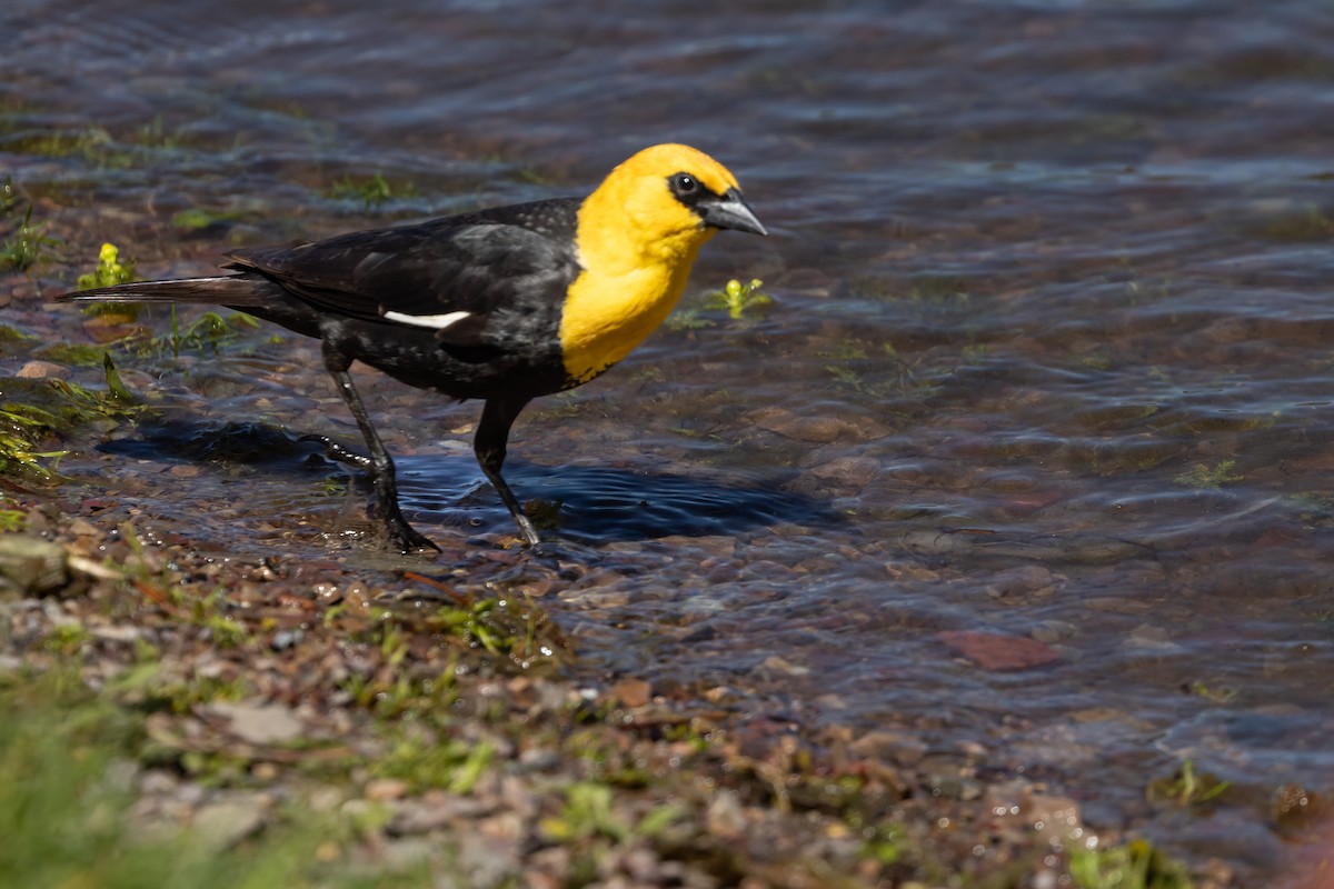 Yellow-headed Blackbird - ML463065461