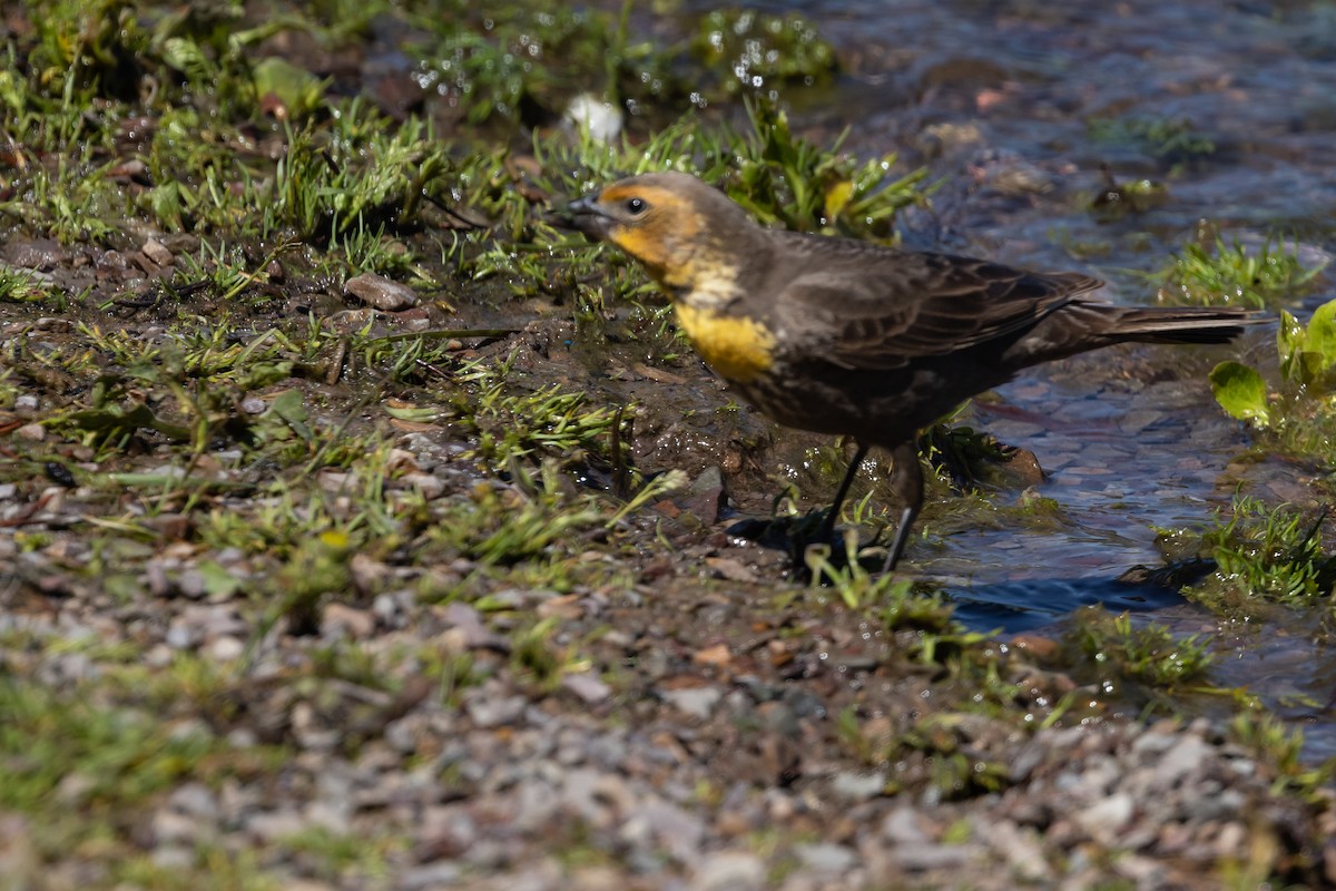 Yellow-headed Blackbird - ML463065471