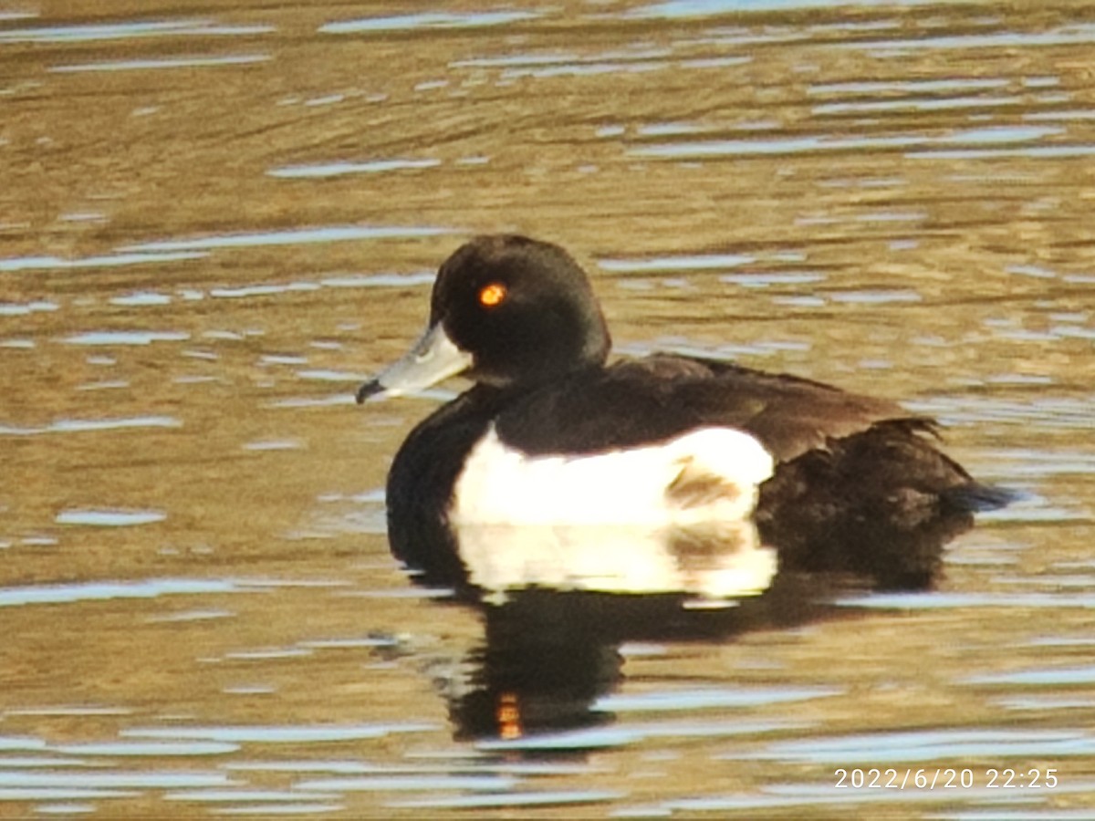 Tufted Duck - ML463065801