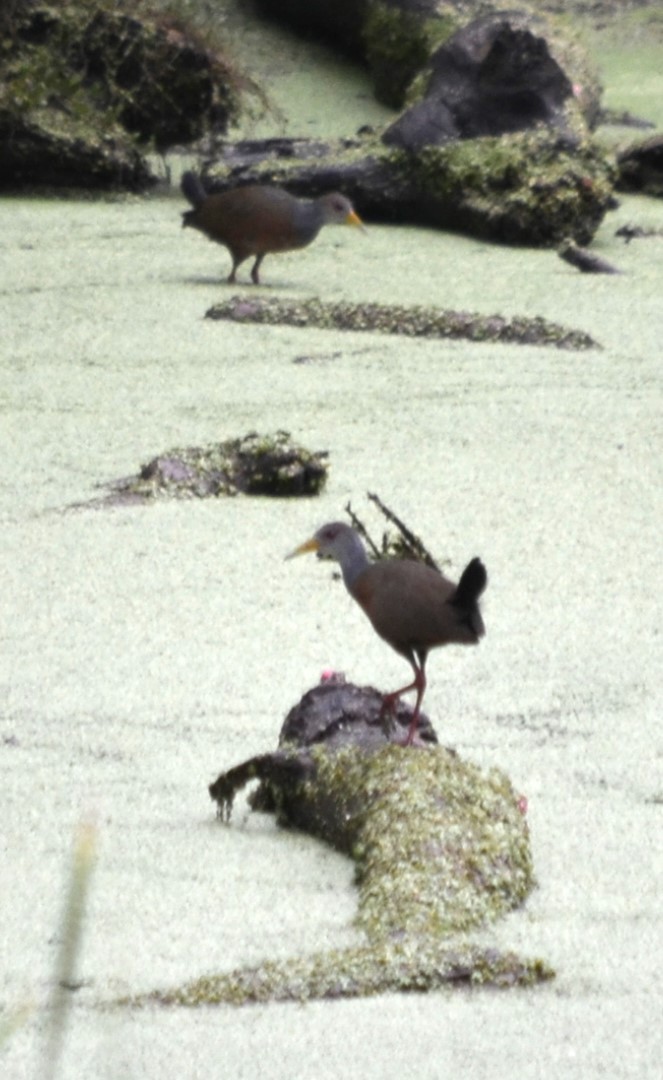 Gray-cowled Wood-Rail - Viviana Fuentes