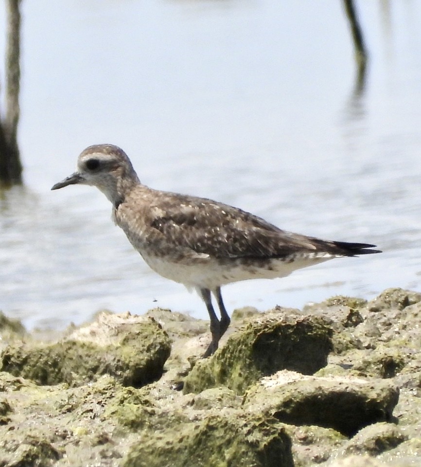 American Golden-Plover - Christopher Daniels