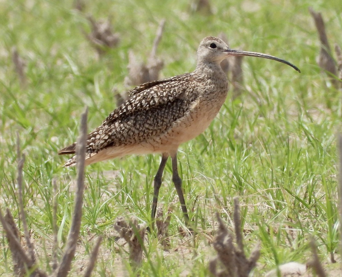 Long-billed Curlew - ML463067331
