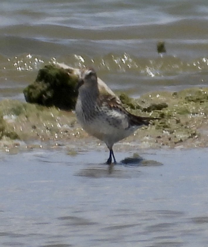 White-rumped Sandpiper - Christopher Daniels