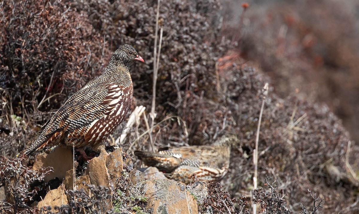 Snow Partridge - ML463067711