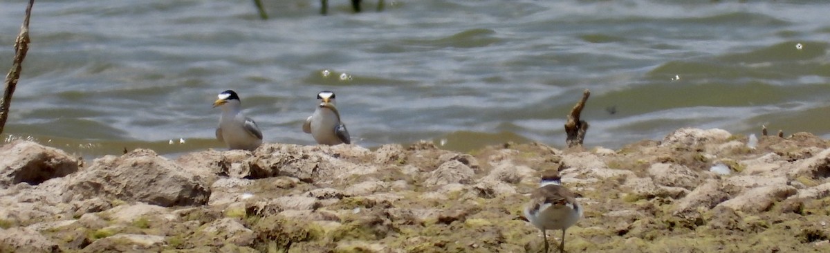 Least Tern - Christopher Daniels