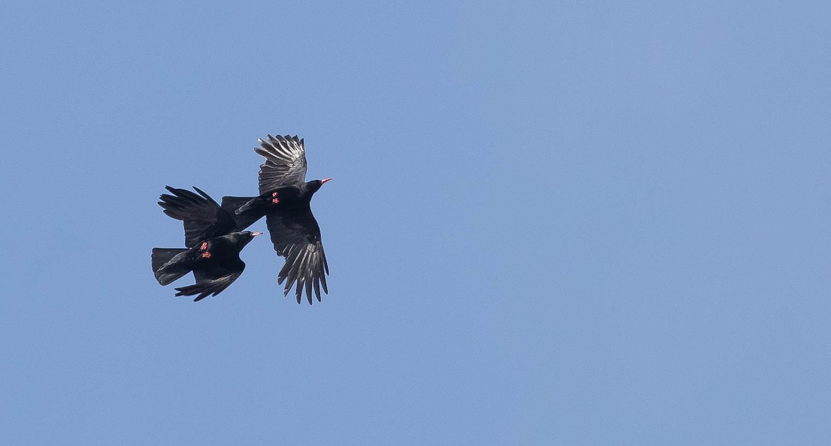 Red-billed Chough - ML463067771