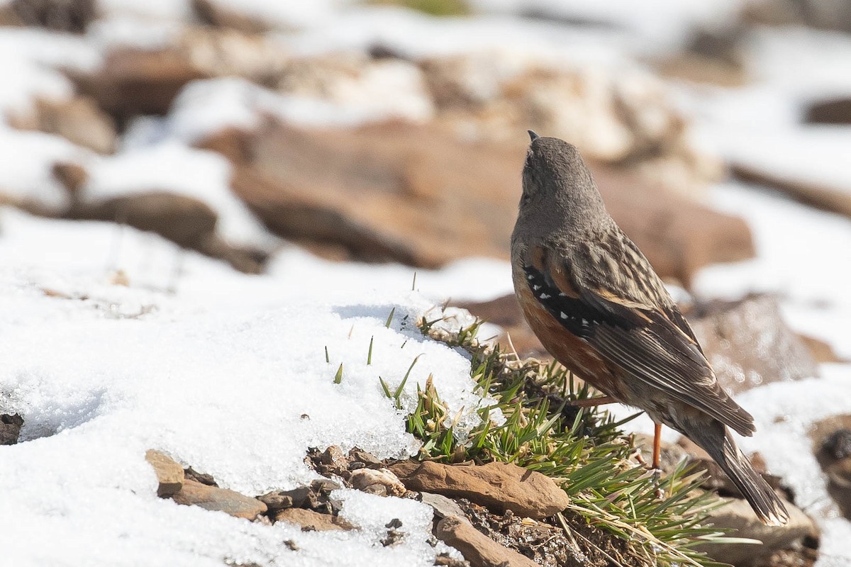 Alpine Accentor - ML463068021