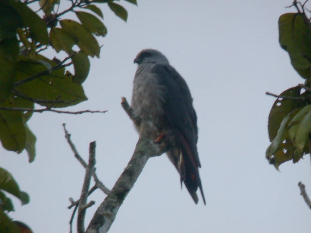 Plumbeous Kite - Michael Todd