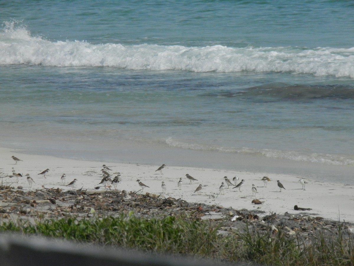 Semipalmated Plover - ML46306891