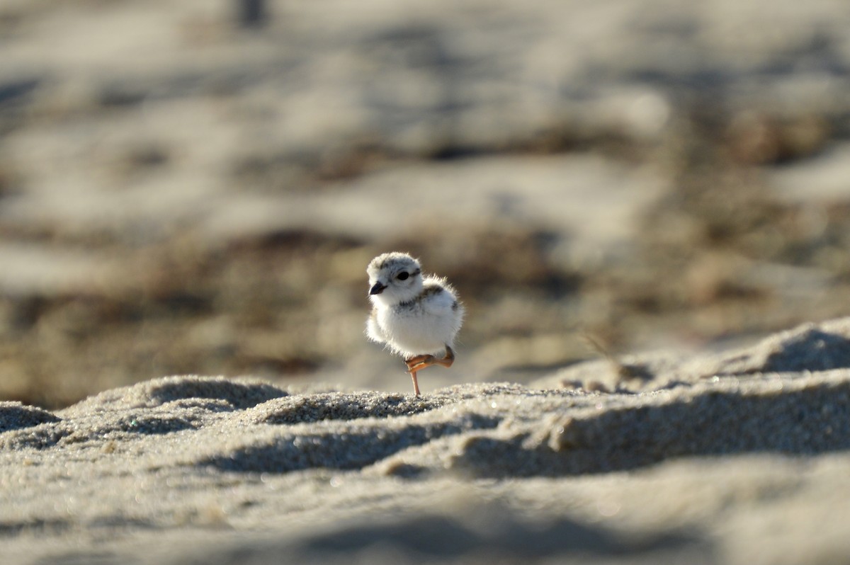 Piping Plover - Yisi Lu