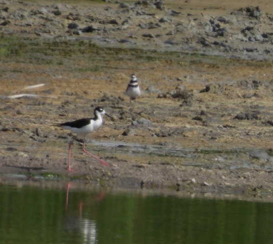 Black-necked Stilt - ML463069701