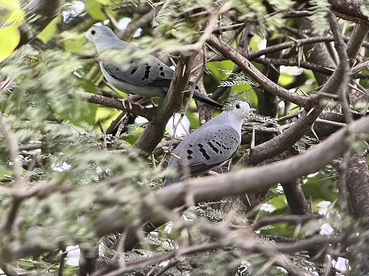 Blue Ground Dove - ML463069731