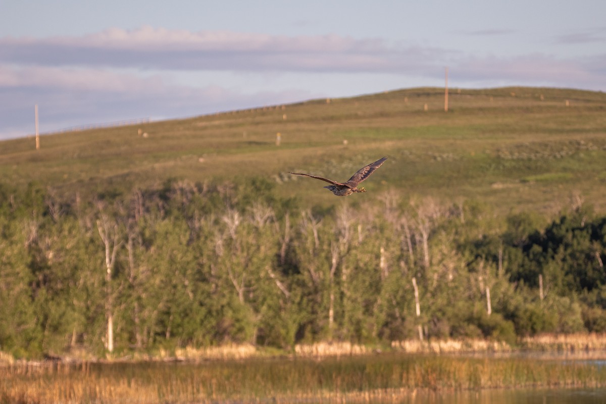 American Bittern - ML463069911