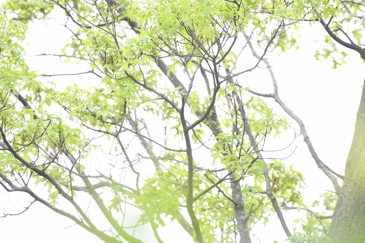Black-throated Green Warbler - ML463069981