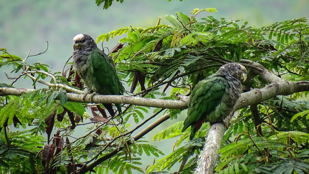 Speckle-faced Parrot - ML463070011