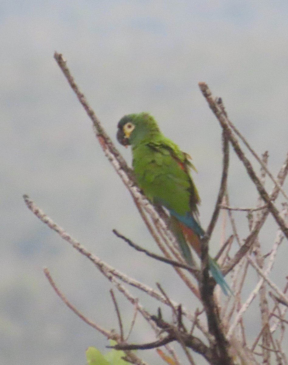 アカビタイヒメコンゴウインコ - ML463070221