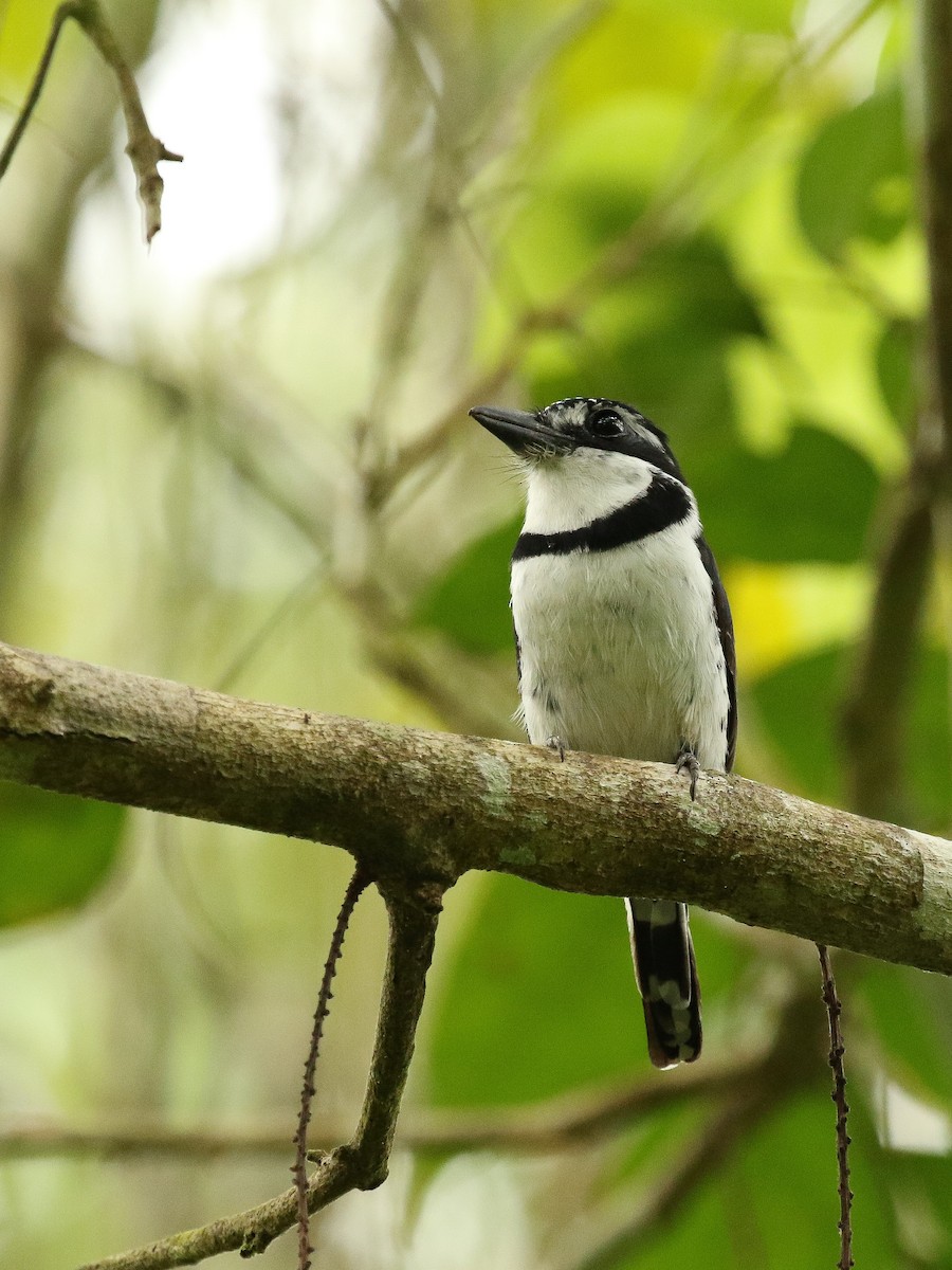 Pied Puffbird (Lesser) - ML463070331