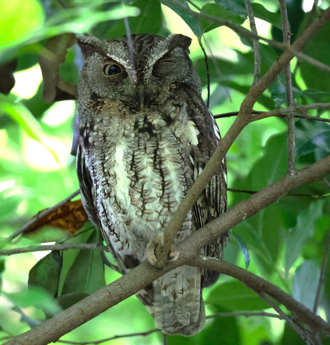 Eastern Screech-Owl - ML463071611