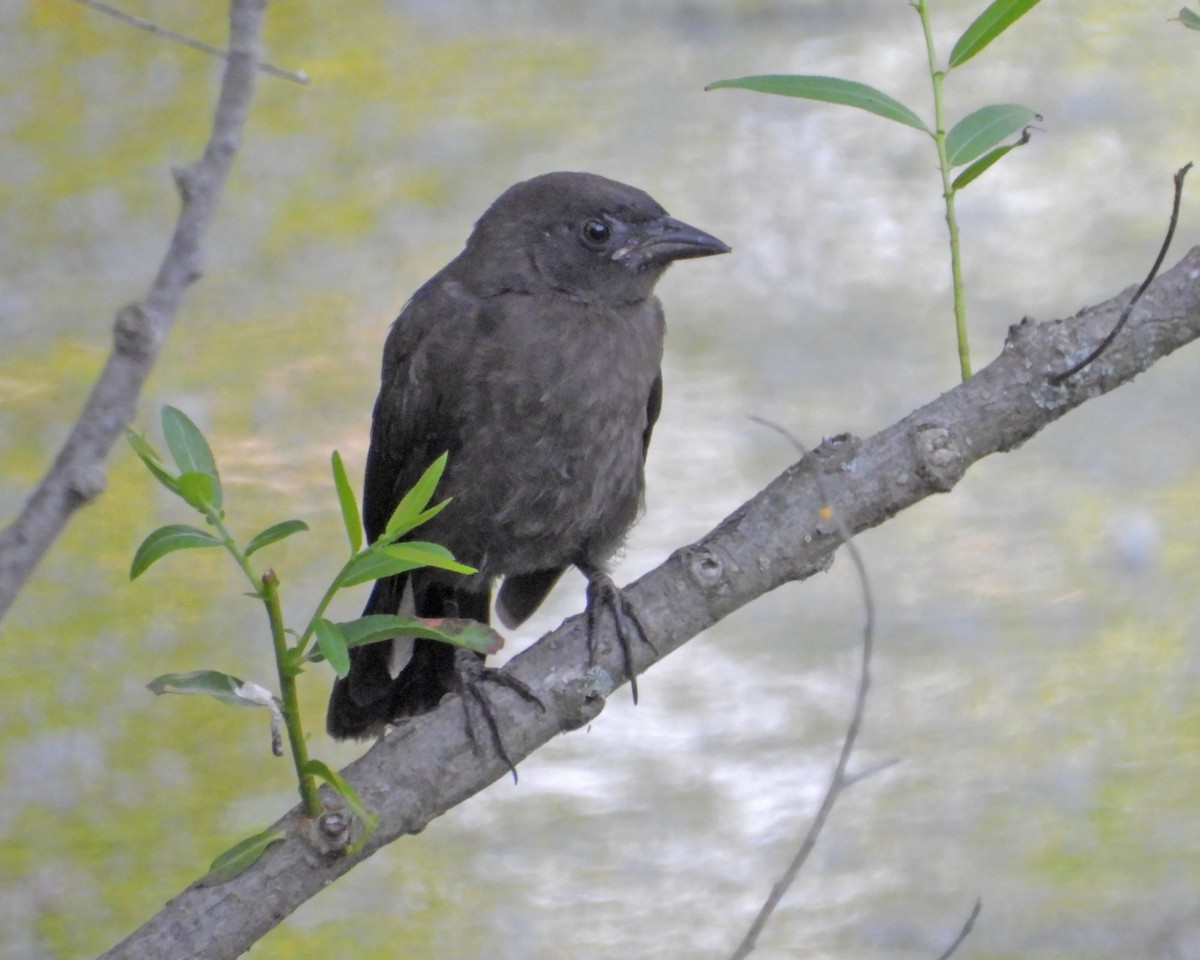 American Crow - Aubrey Merrill