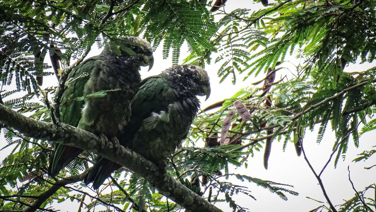 Speckle-faced Parrot - ML463071781