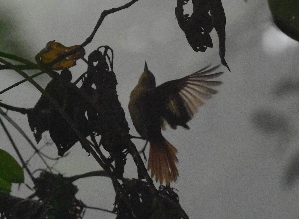 Streak-capped Spinetail - ML463073351