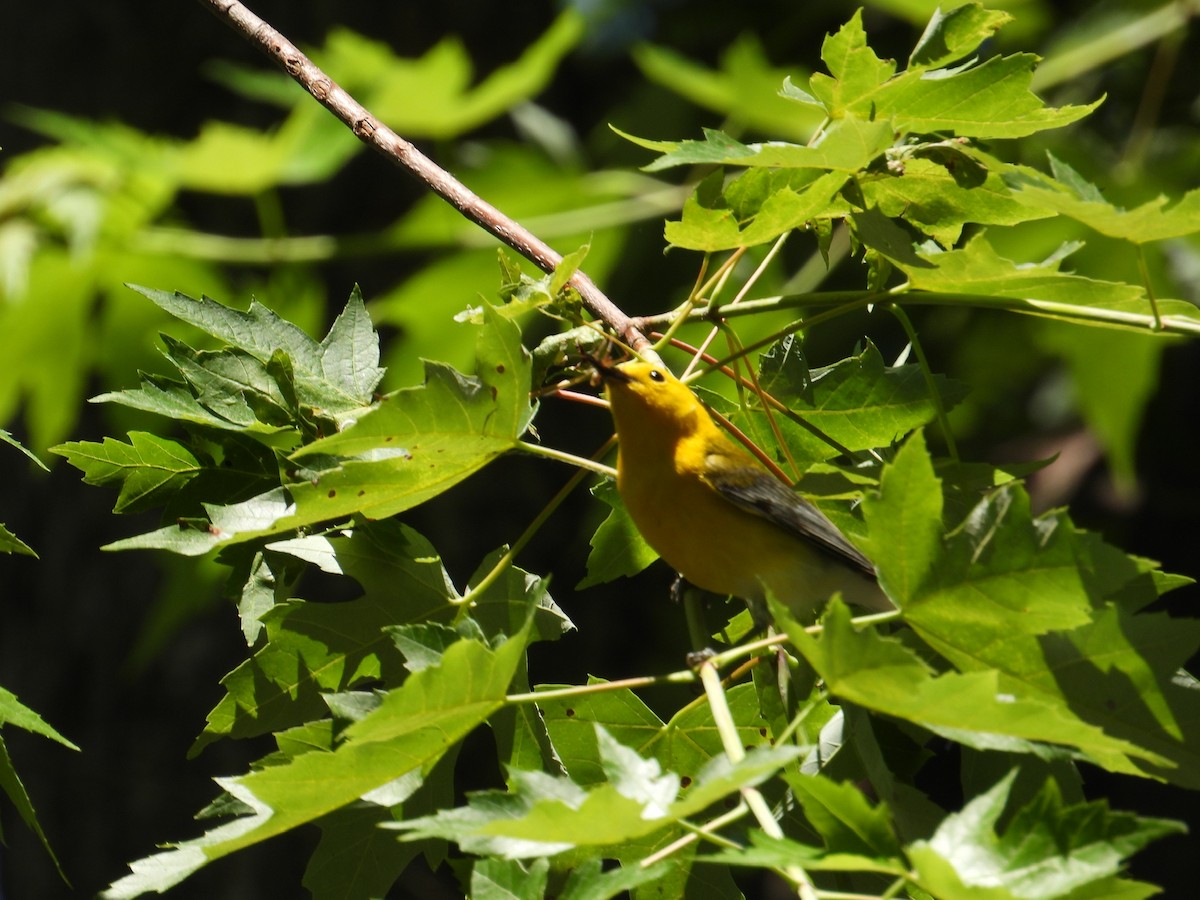 Prothonotary Warbler - Doug Hartl