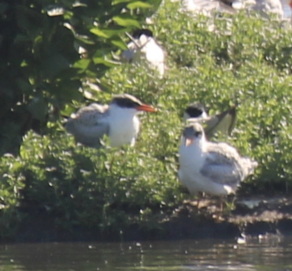 tern sp. - ML463075521