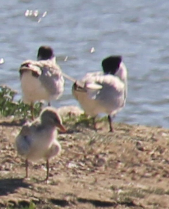 tern sp. - Vivian Cronk