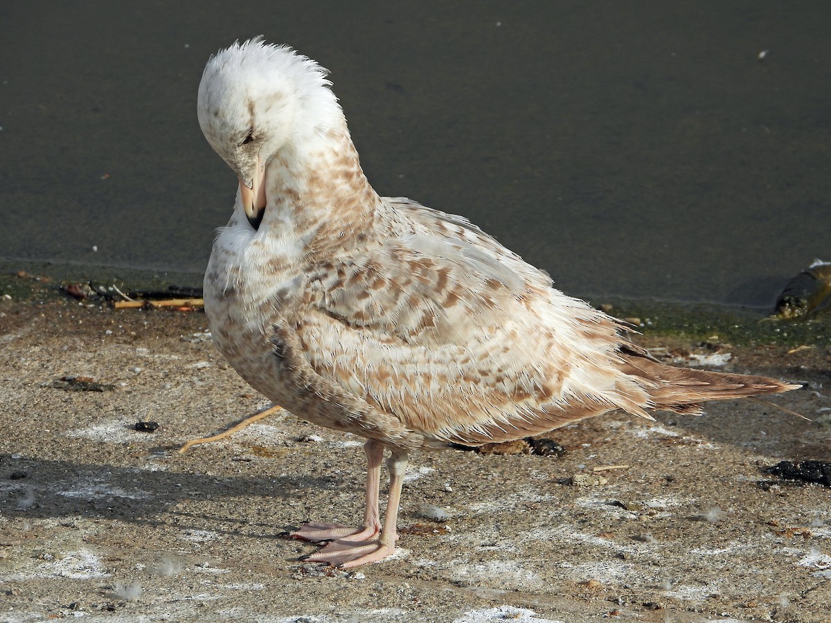 Glaucous-winged Gull - ML463076921