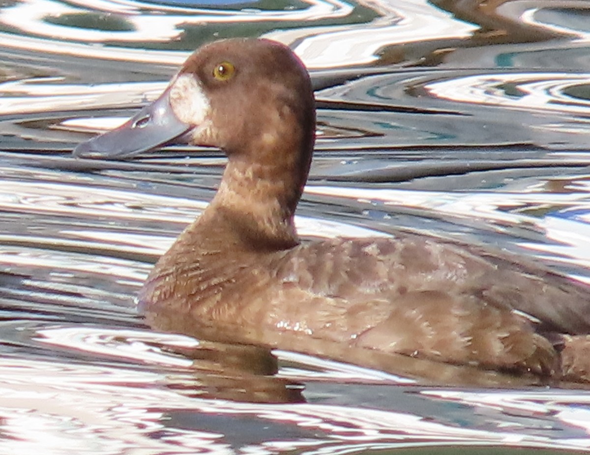 Lesser Scaup - ML463077361