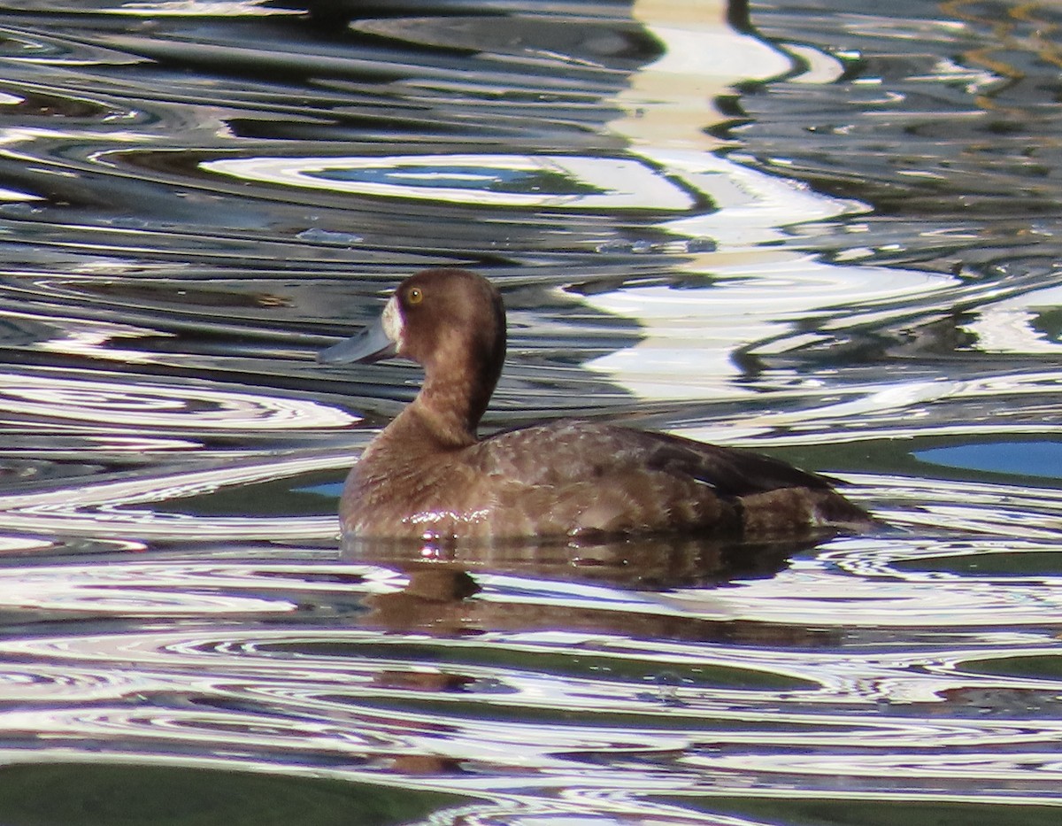 Lesser Scaup - ML463077461