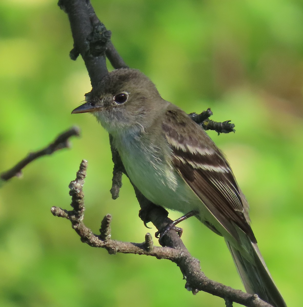 Least Flycatcher - ML463077631