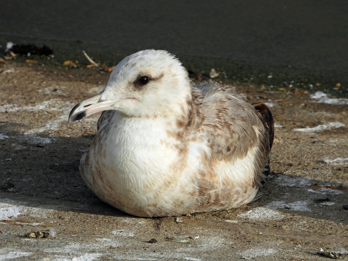 Glaucous-winged Gull - ML463077691