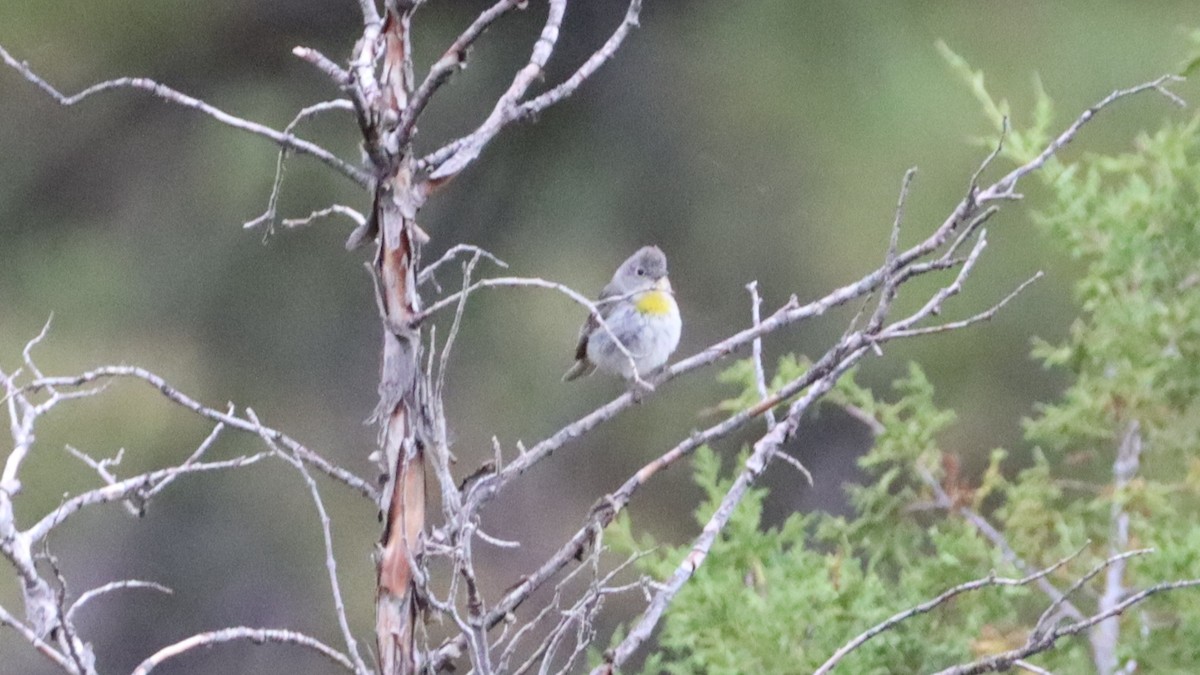 Virginia's Warbler - ML463078711
