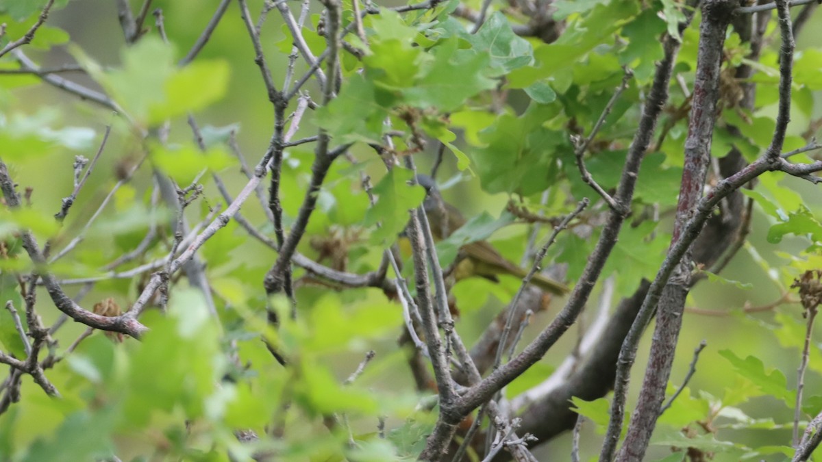 MacGillivray's Warbler - ML463078721