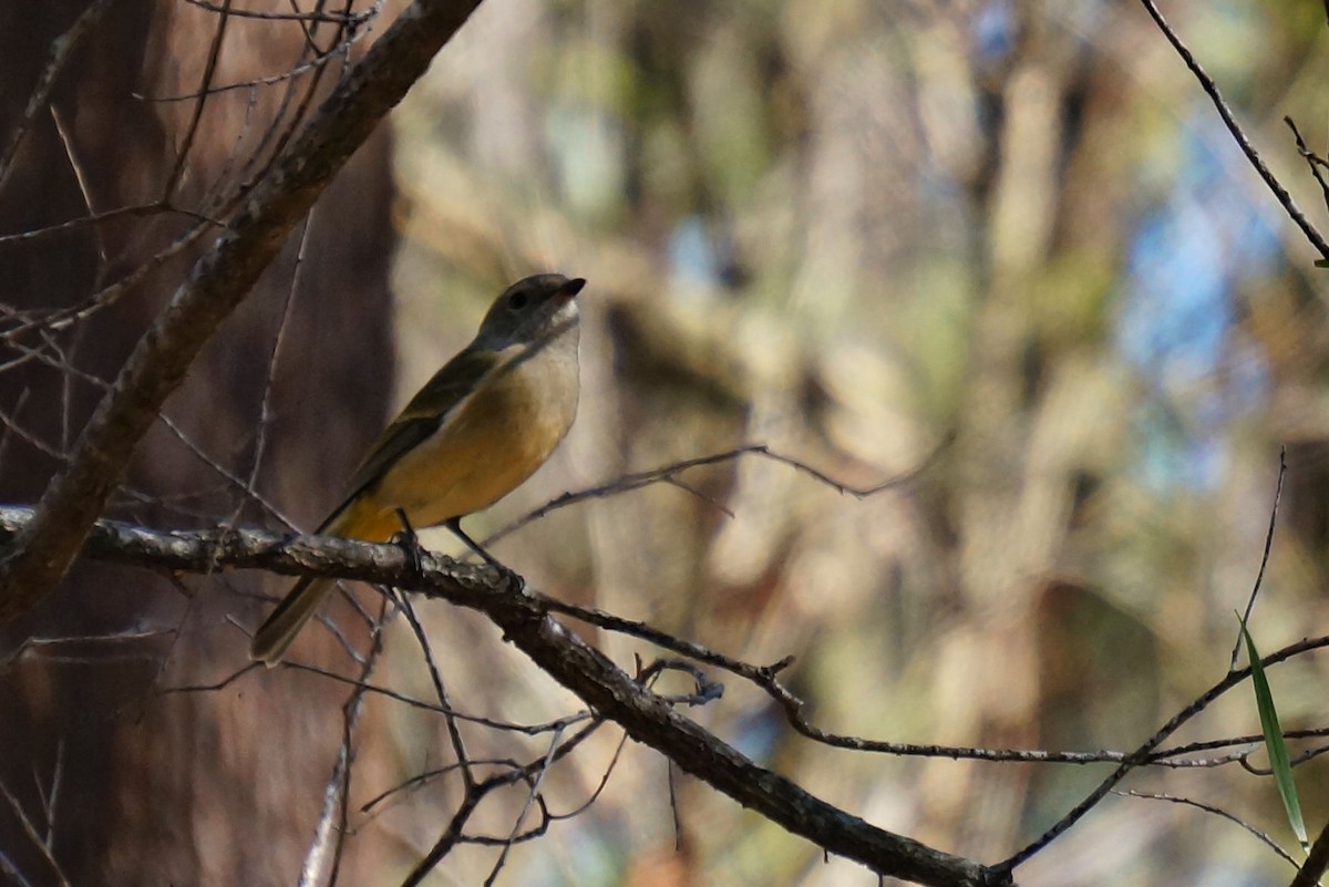 Golden Whistler (Eastern) - ML46307881