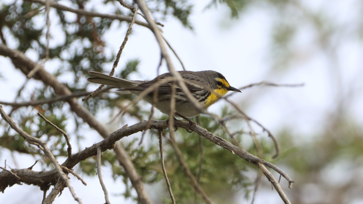 Grace's Warbler - ML463078811