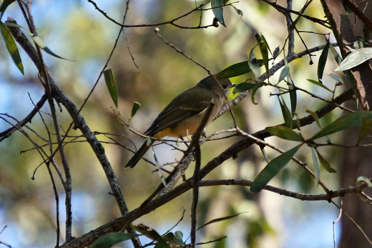 Golden Whistler (Eastern) - ML46307941
