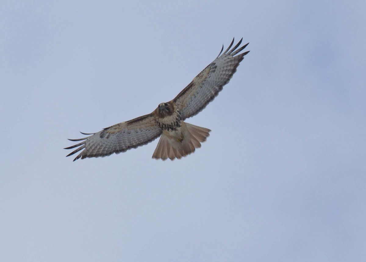 Red-tailed Hawk - Tom Devecseri