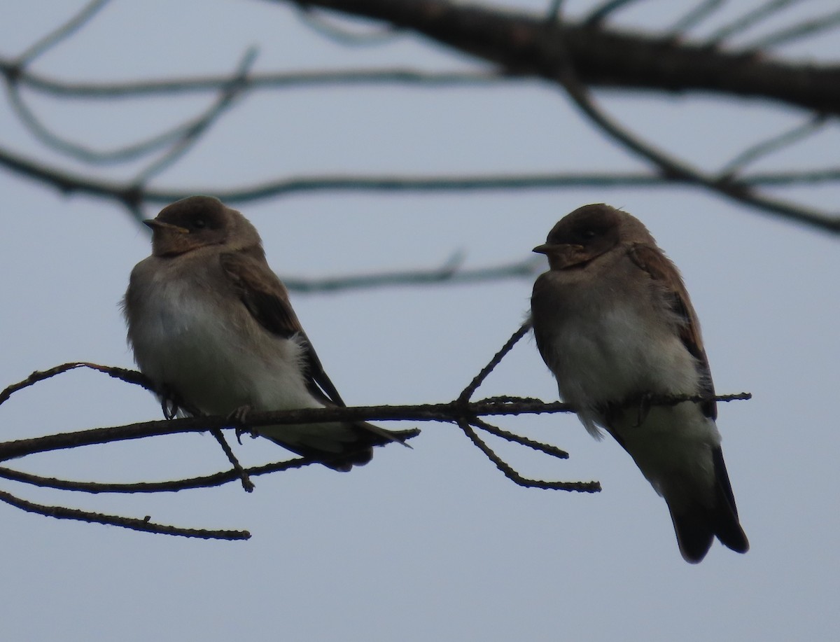 Northern Rough-winged Swallow - Pamela Hunt