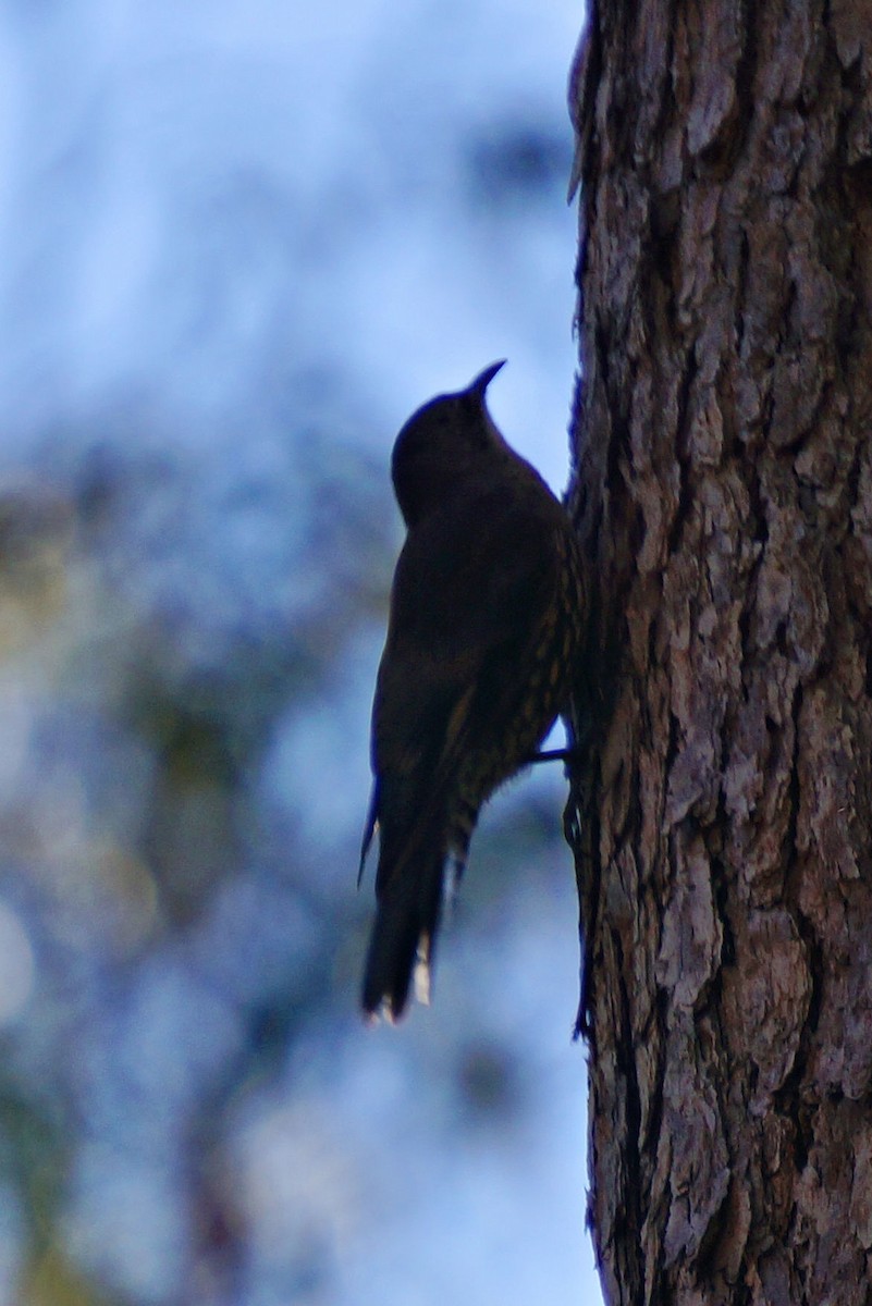 White-throated Treecreeper - ML46308031