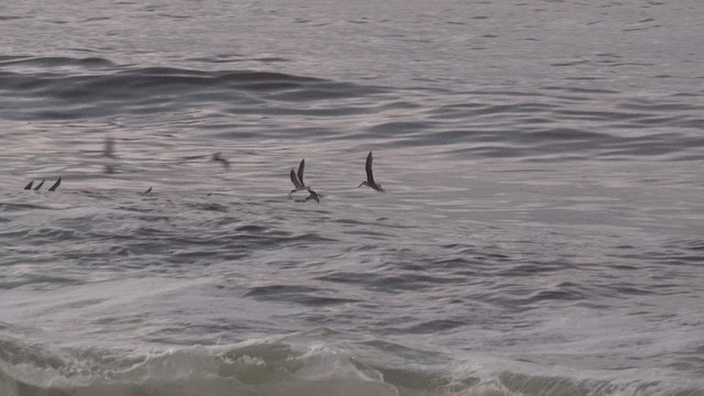 Black Skimmer - ML463081081