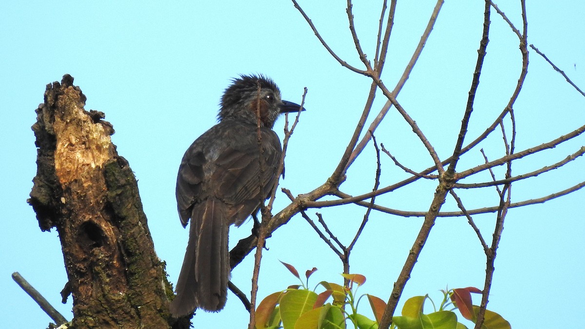 Bulbul à oreillons bruns - ML463082001