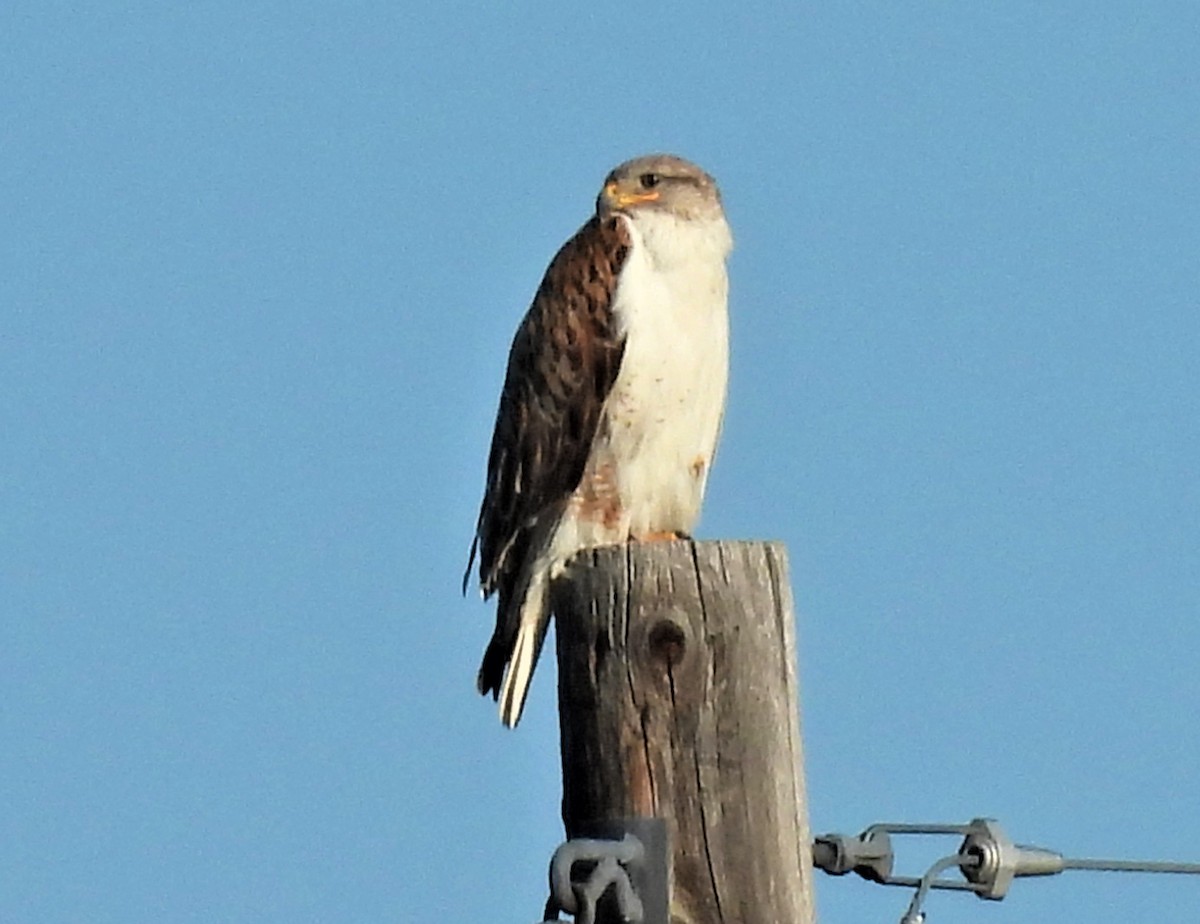 Ferruginous Hawk - ML463082061