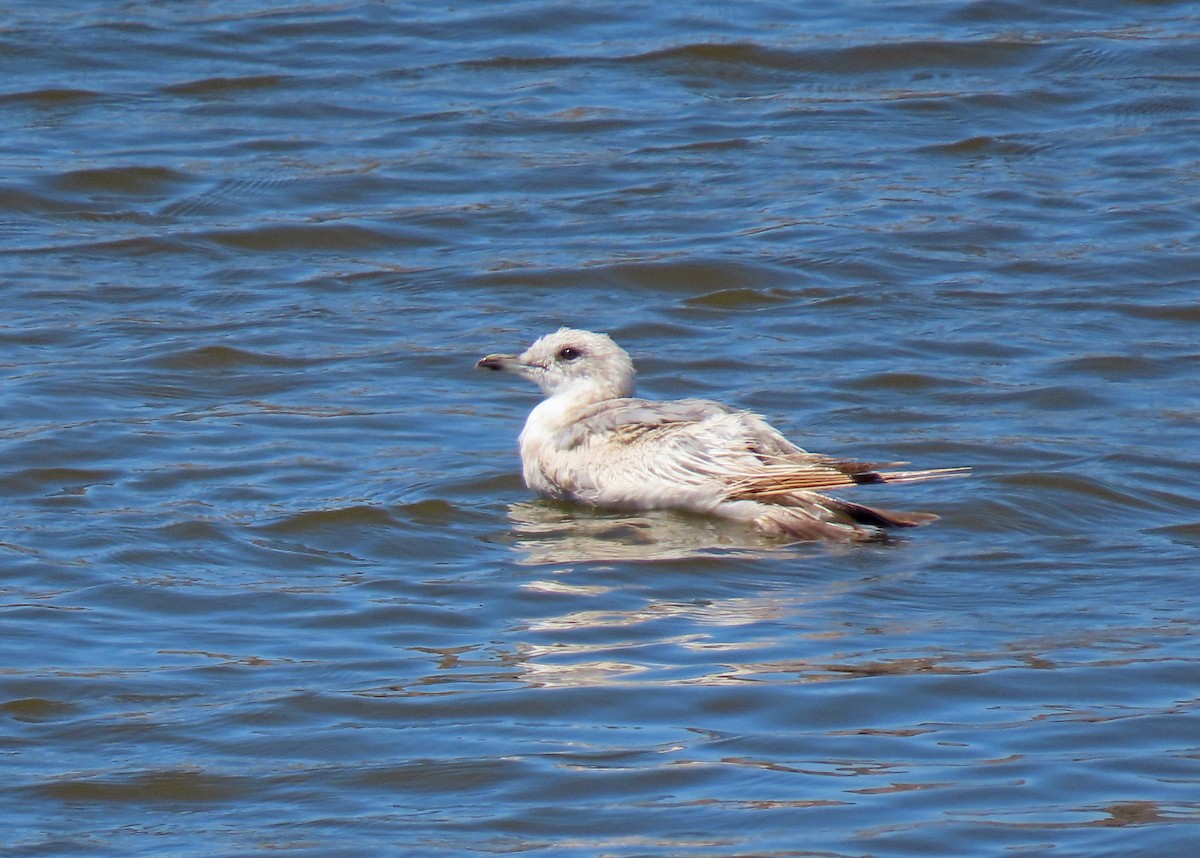 Short-billed Gull - ML463082451