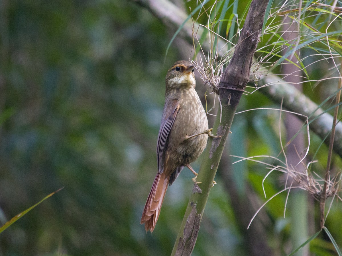 Buff-browed Foliage-gleaner - ML463083551