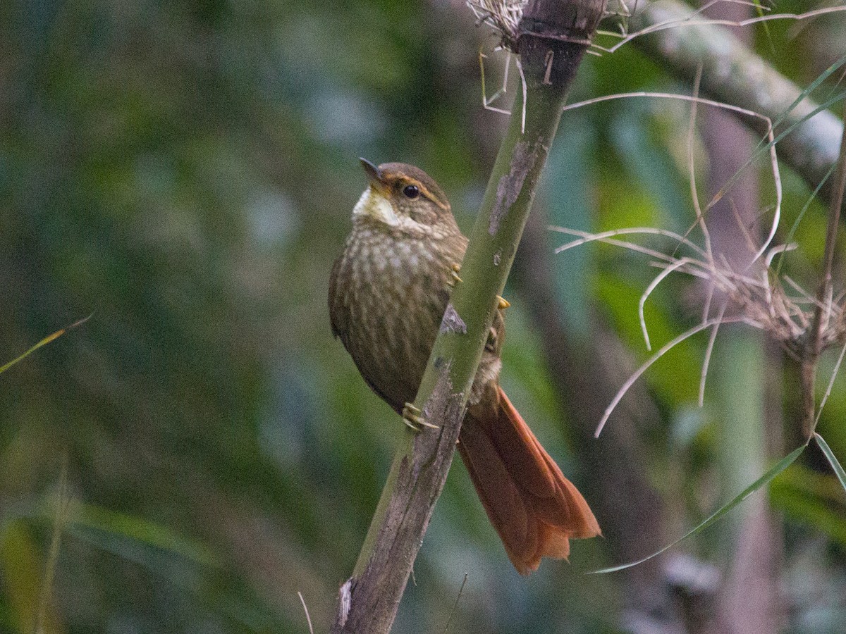 Buff-browed Foliage-gleaner - João Souza