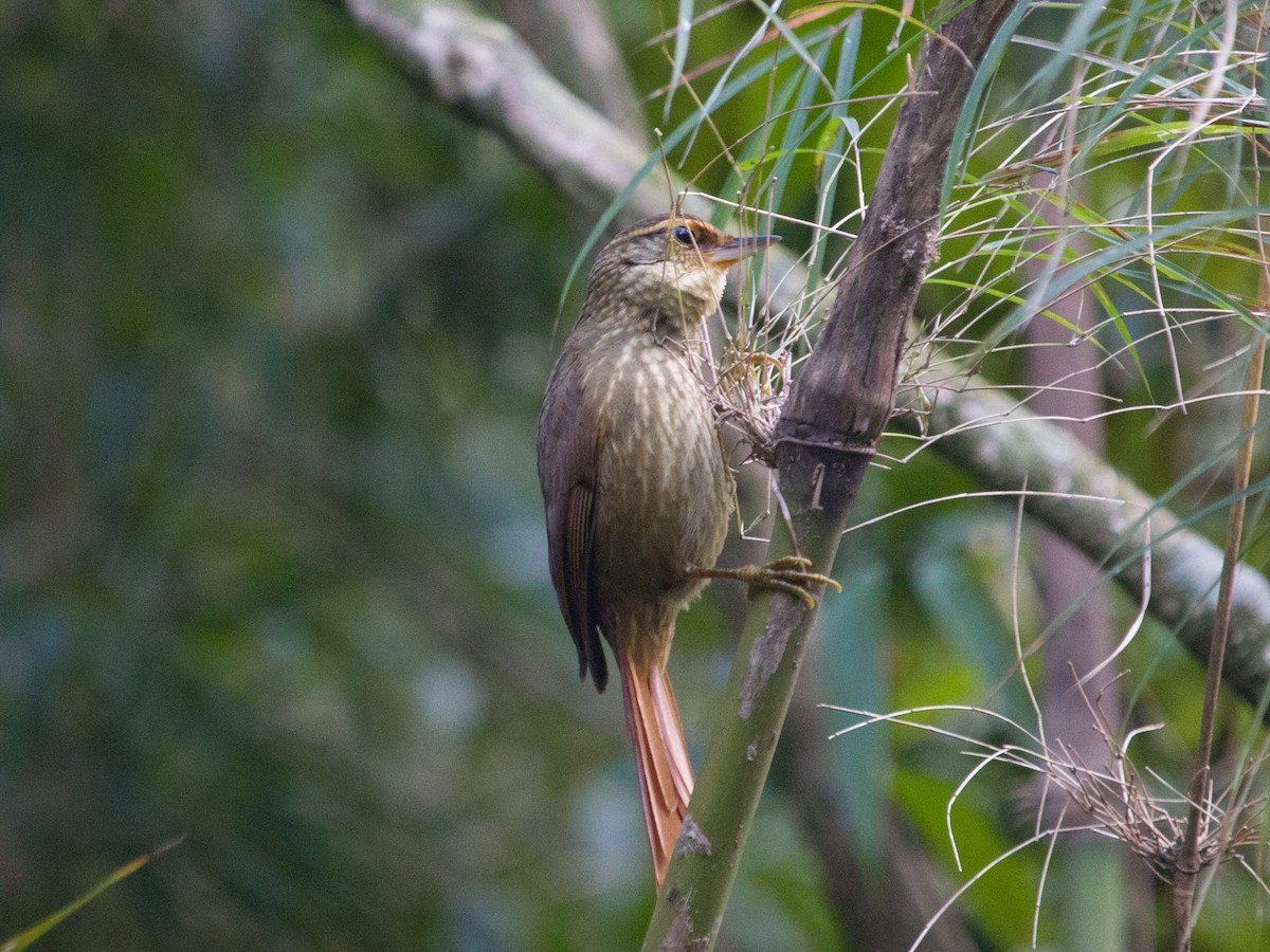 Buff-browed Foliage-gleaner - ML463083571