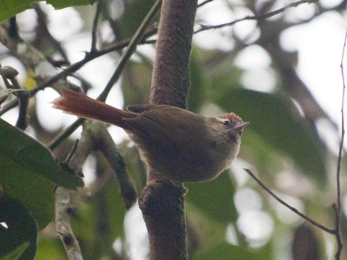 Pallid Spinetail - ML463083581