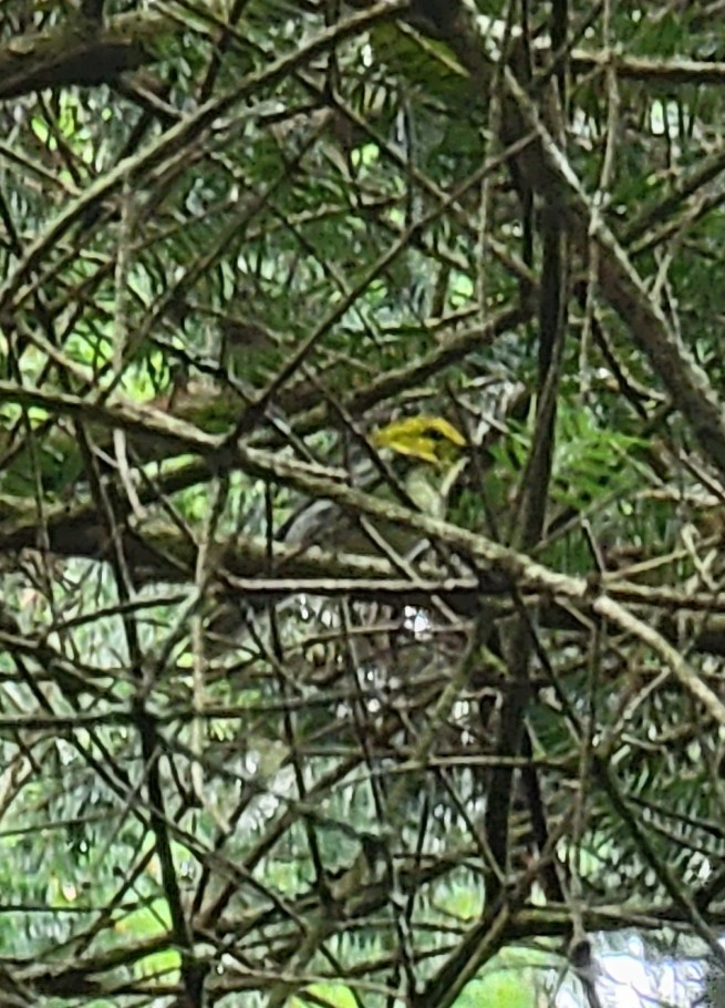 Black-throated Green Warbler - ML463083591